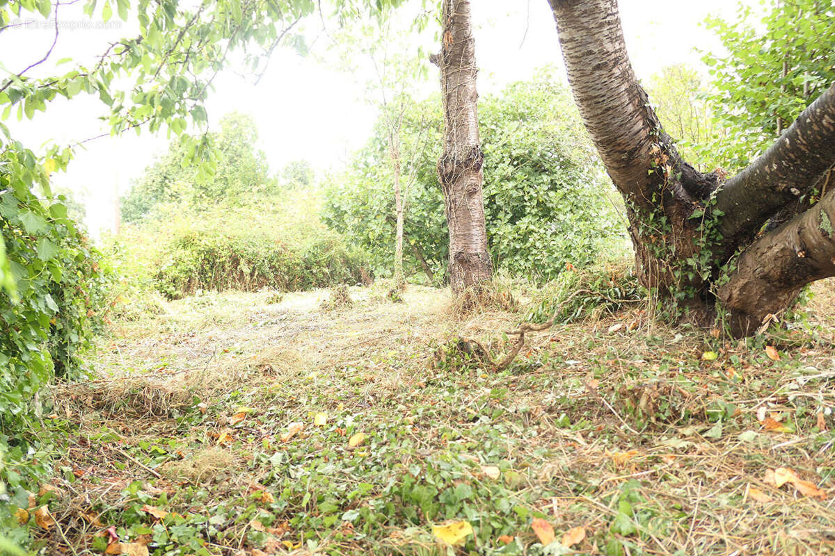 Mortain bocage - photo 4