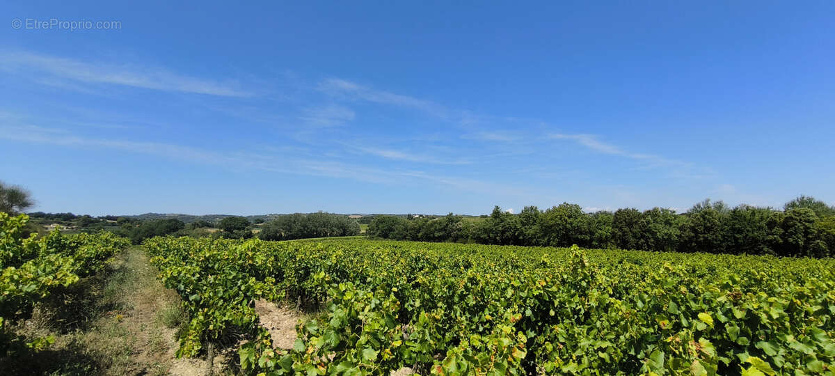 Maison et domaine viticole sur 57 hectares - vignes en aop - photo 16