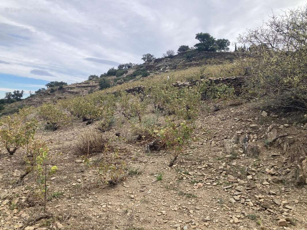 Terrain à COLLIOURE