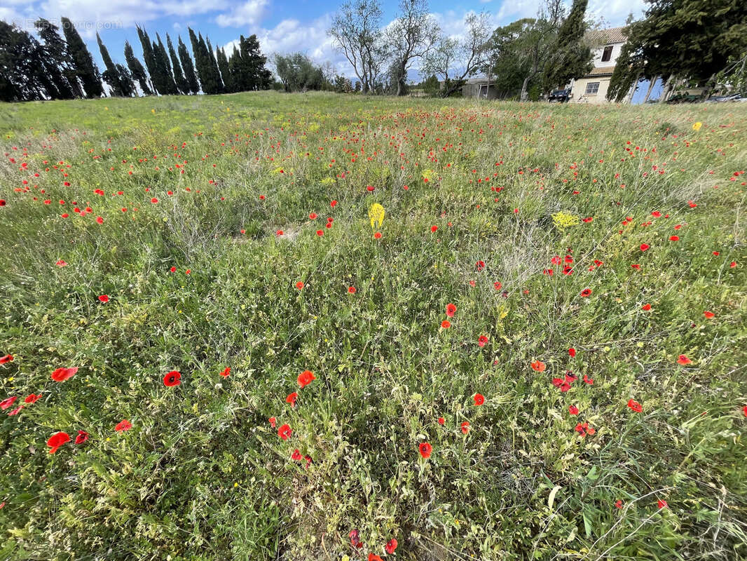 Terrain à CASTELNAU-D&#039;AUDE