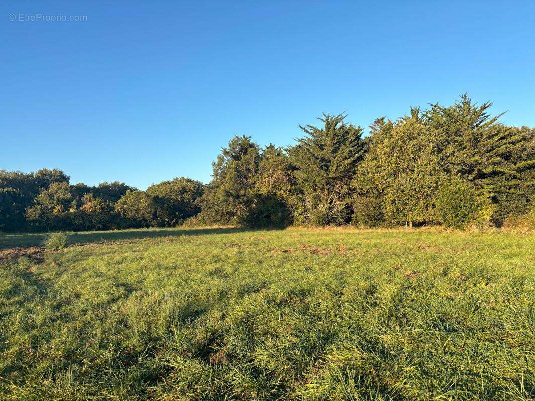Terrain à DOLUS-D&#039;OLERON