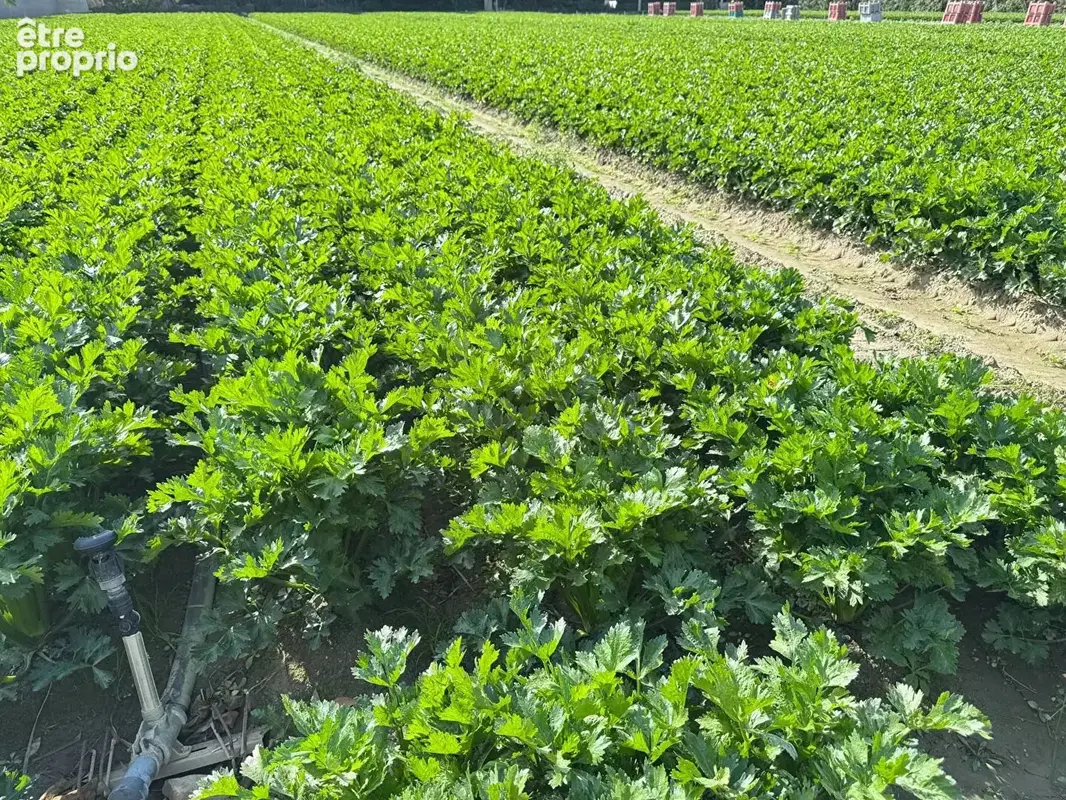 Domaine agricole Bompas et Villelongue de la Salanque 31000 m2 - photo 3
