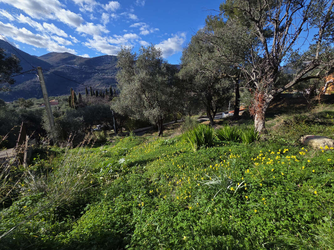 Terrain à SAINT-MARTIN-DU-VAR