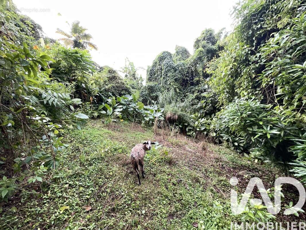 Photo 4 - Terrain à LE MORNE-VERT