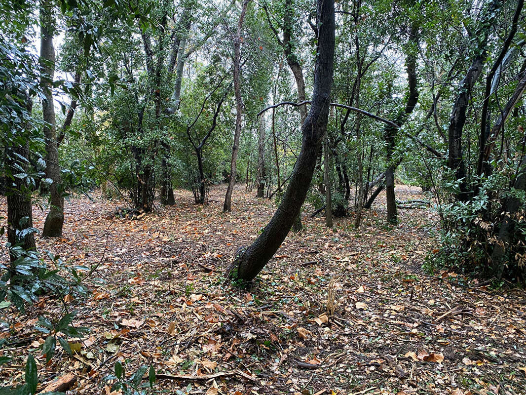 Terrain à LE SOLER