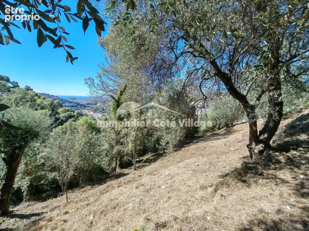 Hauteurs de saint-andré-de-la-roche   2 700 m2 de terrain arboré avec oliviers - photo 8