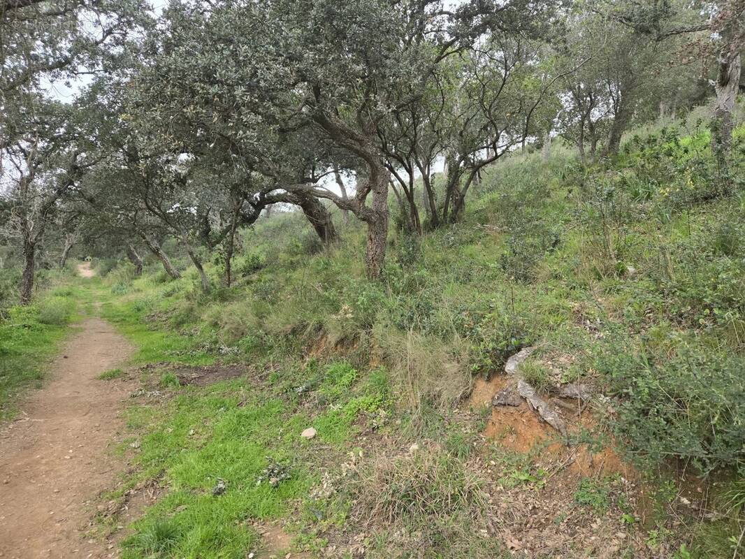 Terrain à BORMES-LES-MIMOSAS