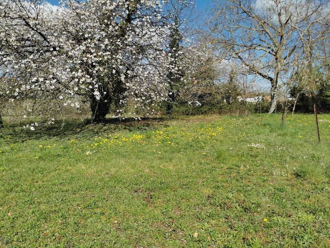 Terrain à BELLENAVES