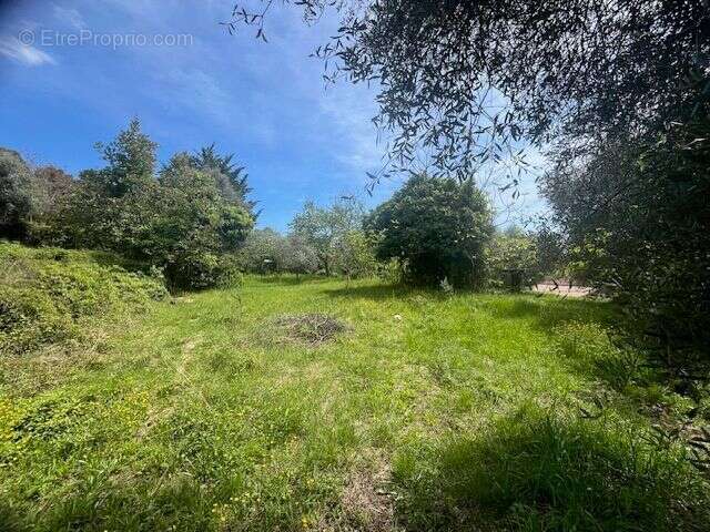 Terrain à CONTES