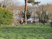 Maison à PERROS-GUIREC