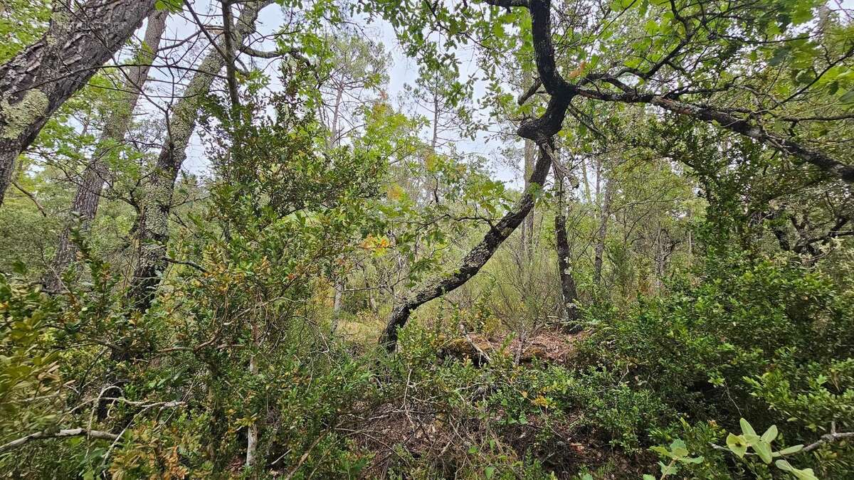 Photo 4 - Terrain à SILLANS-LA-CASCADE