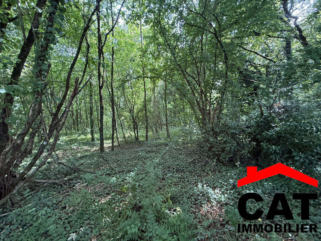 Terrain 3785 m² à Vernou-La-Celle-Sur-Seine  - photo 2