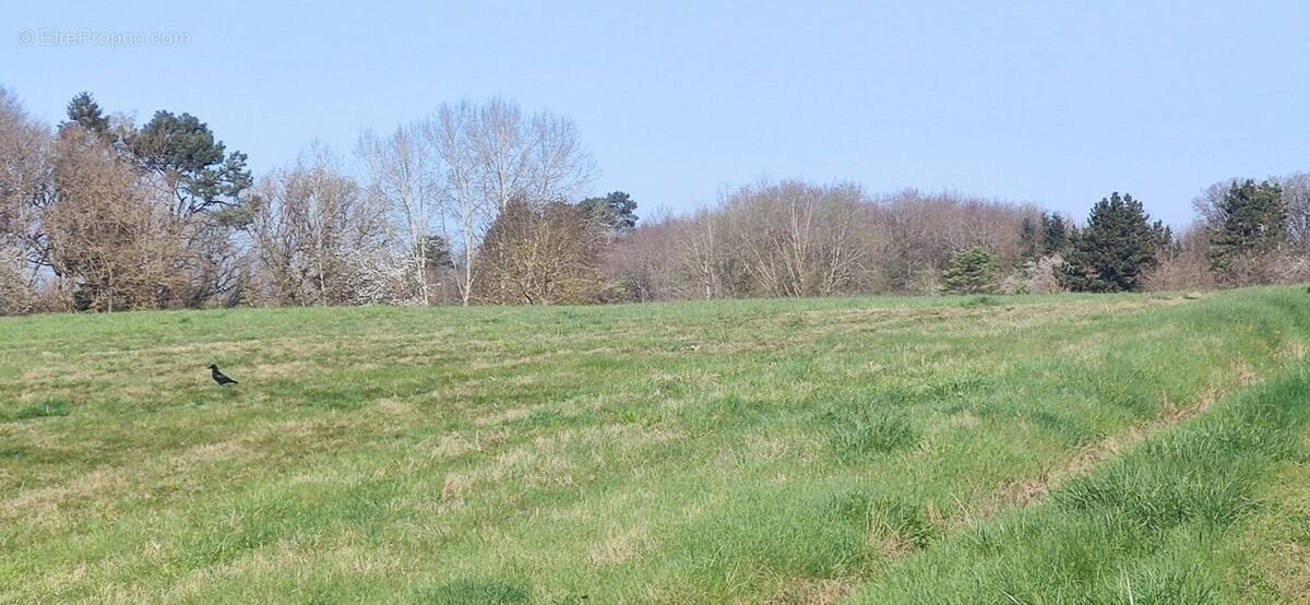 Terrain à BECON-LES-GRANITS