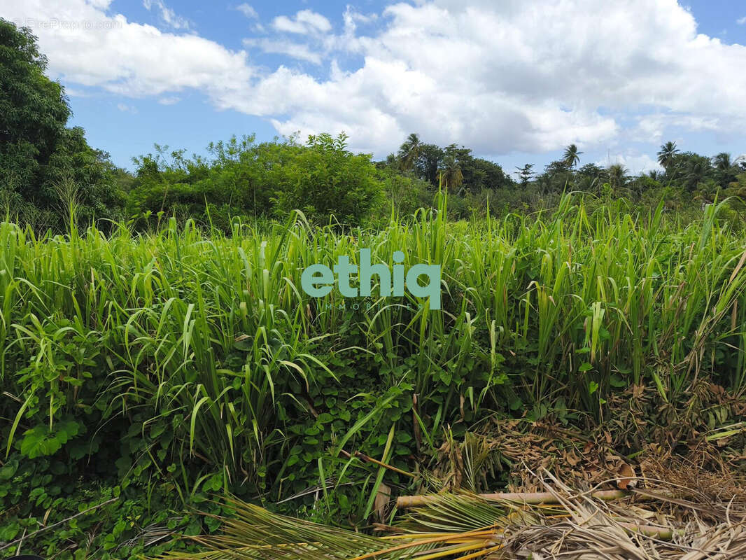 Terrain à SAINTE-ROSE