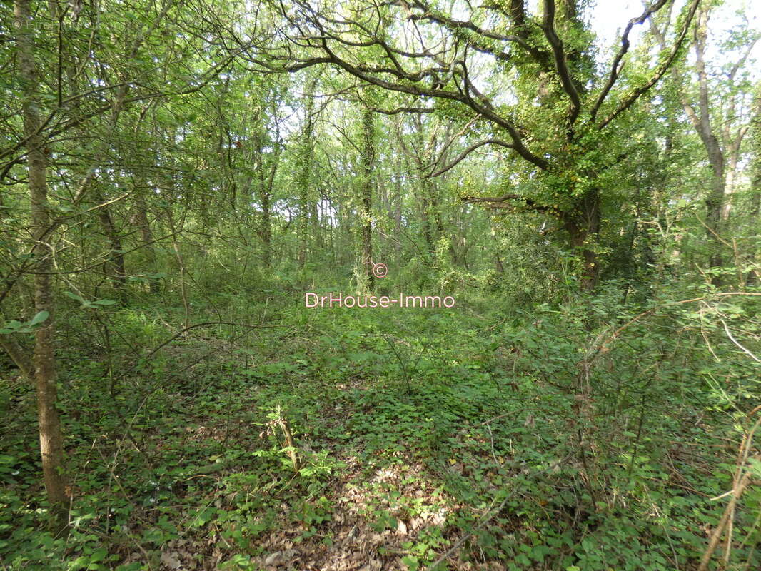 Terrain à BOURCEFRANC-LE-CHAPUS