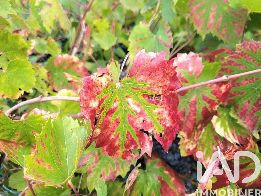 Photo 4 - Terrain à CORNY-SUR-MOSELLE
