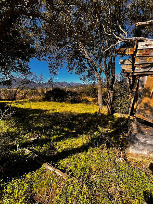 Terrain à POGGIO-MEZZANA