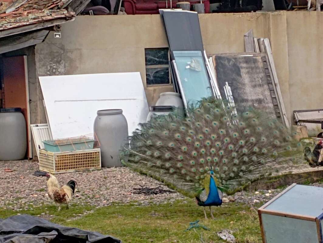 Maison à SAINT-PIERRE-LA-NOAILLE