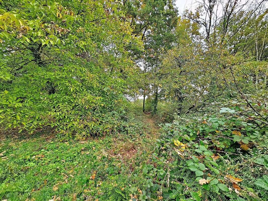 Photo 5 - Terrain à NANGIS