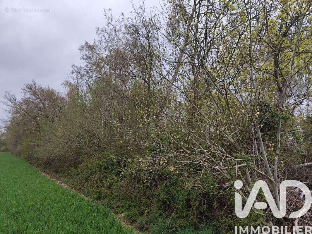 Photo 5 - Terrain à MARLES-EN-BRIE