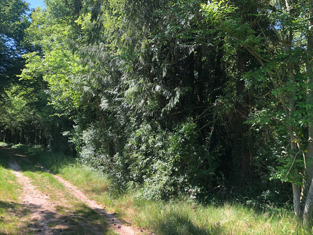Terrain à VILLENEUVE-SUR-BELLOT
