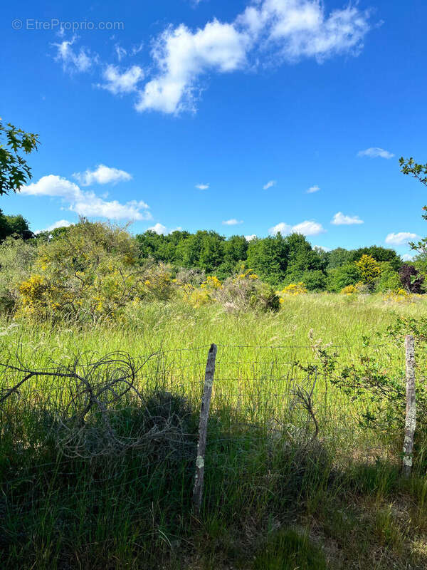 Terrain à VANNES-SUR-COSSON