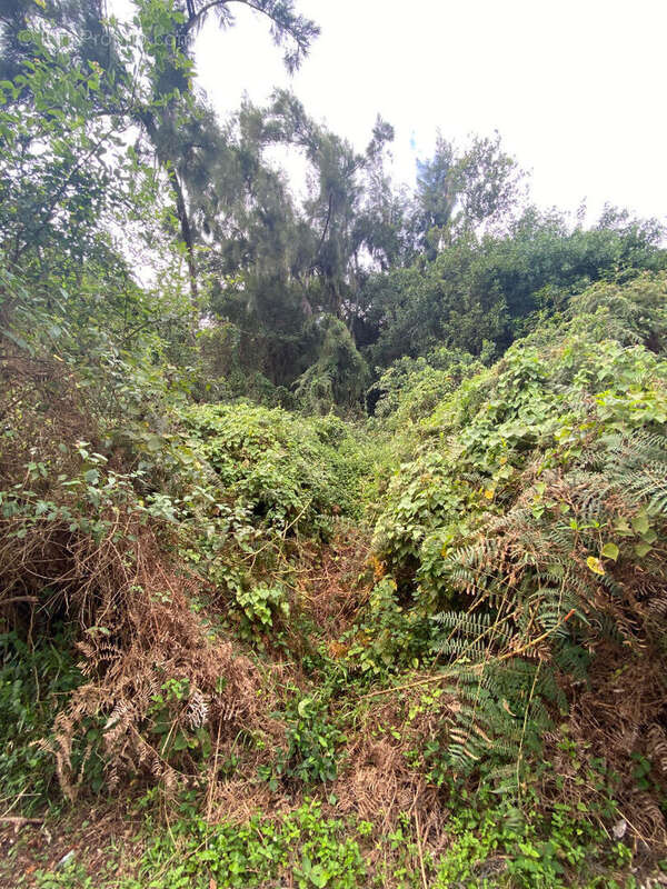 Terrain à SAINT-DENIS