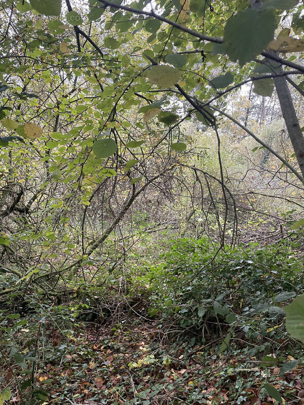 Terrain à LA CHAPELLE-AU-RIBOUL