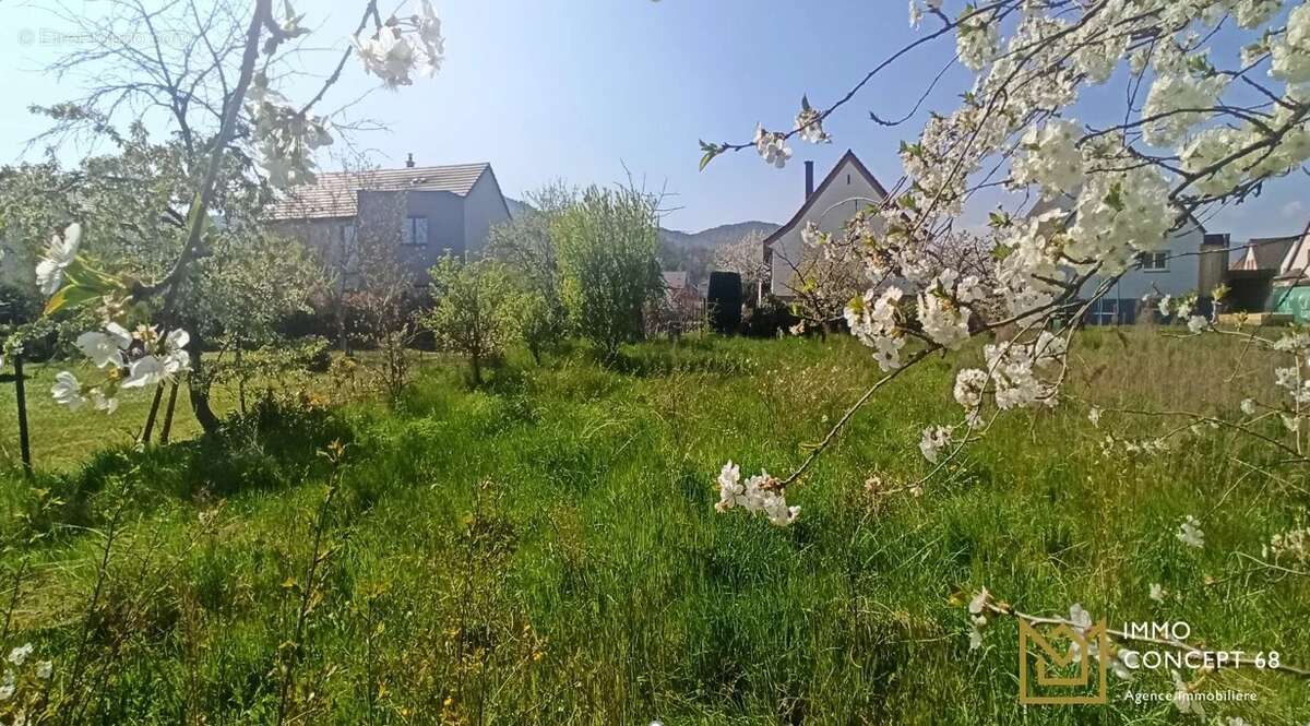 Terrain à WINTZENHEIM