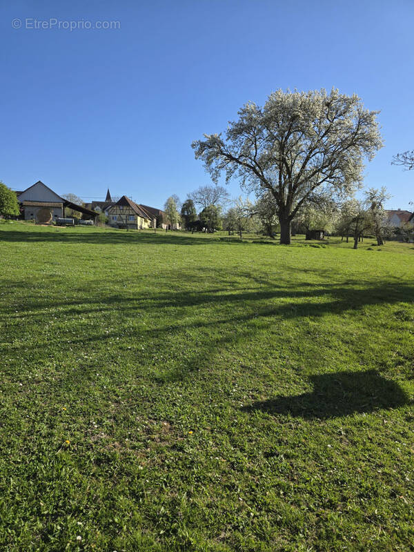 Terrain à ESCHENTZWILLER