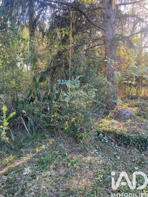 Photo 4 - Terrain à SAINT-JEAN-PLA-DE-CORTS