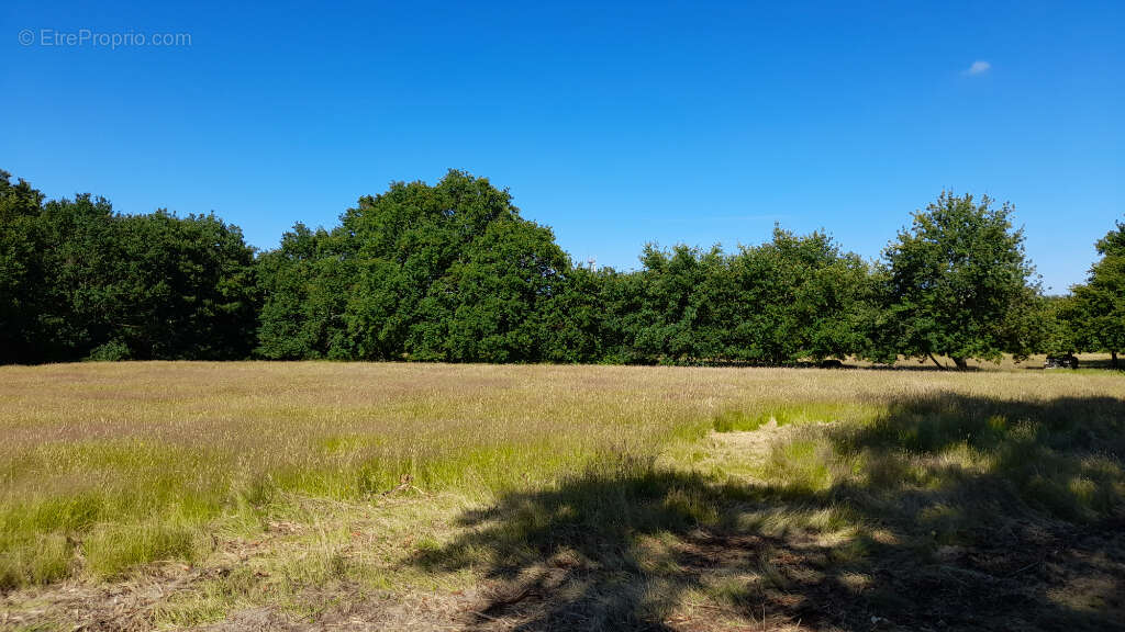 Saint vivien - terrain mixte    8100 m2 - photo 3