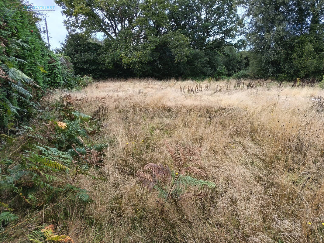 Terrain à SCAER