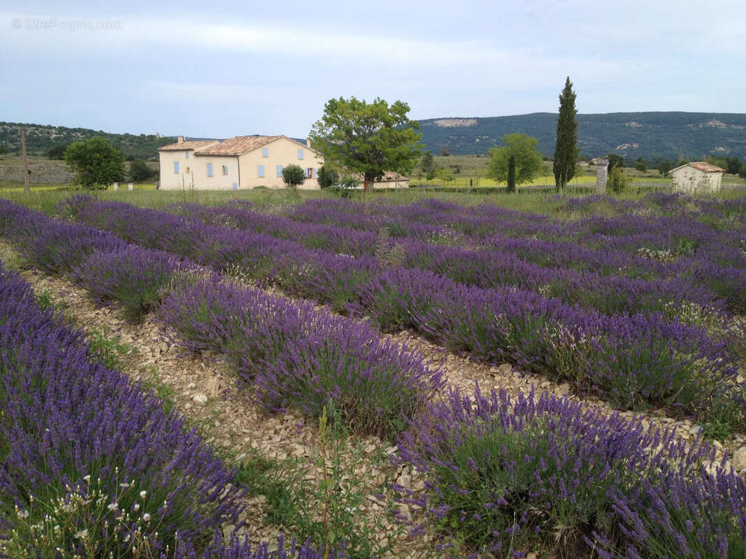 Maison à FORCALQUIER