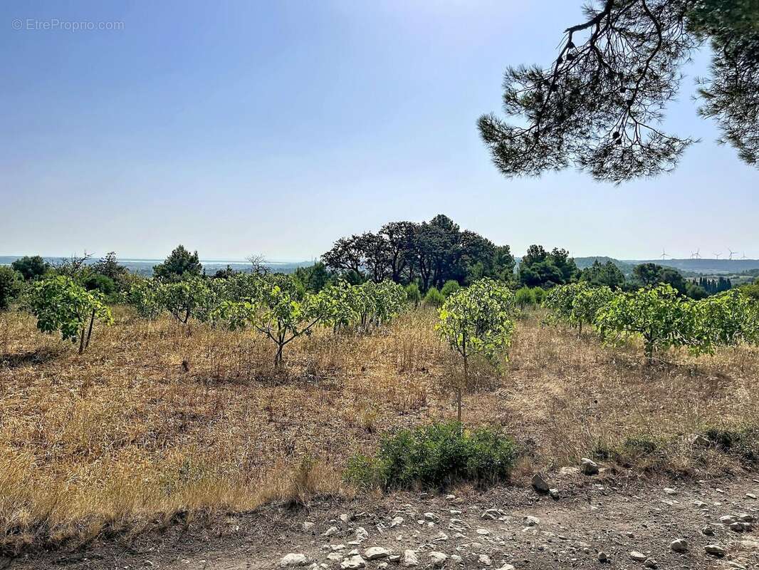 Terrain 11520 m² à Roquefort-Des-Corbieres  - photo 4