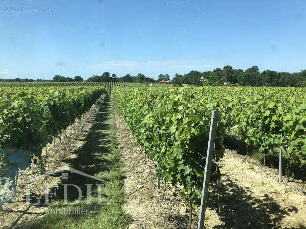 Terrain à CASTELNAU-D&#039;AUZAN