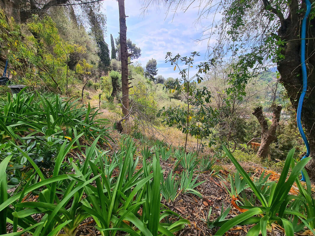 Terrain à MENTON