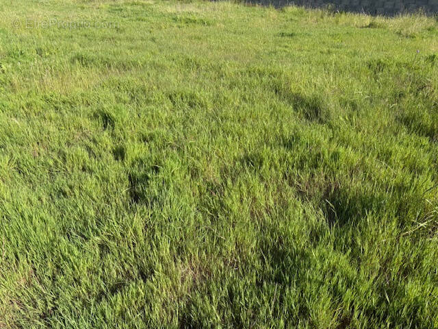 Terrain à TALMONT-SAINT-HILAIRE