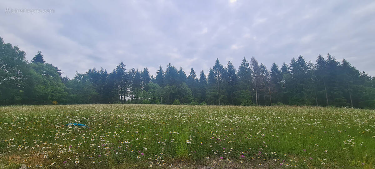 Terrain à PALAZINGES