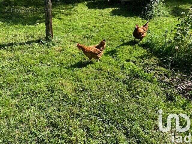 Photo 8 - Maison à SAINT-GENGOUX-LE-NATIONAL