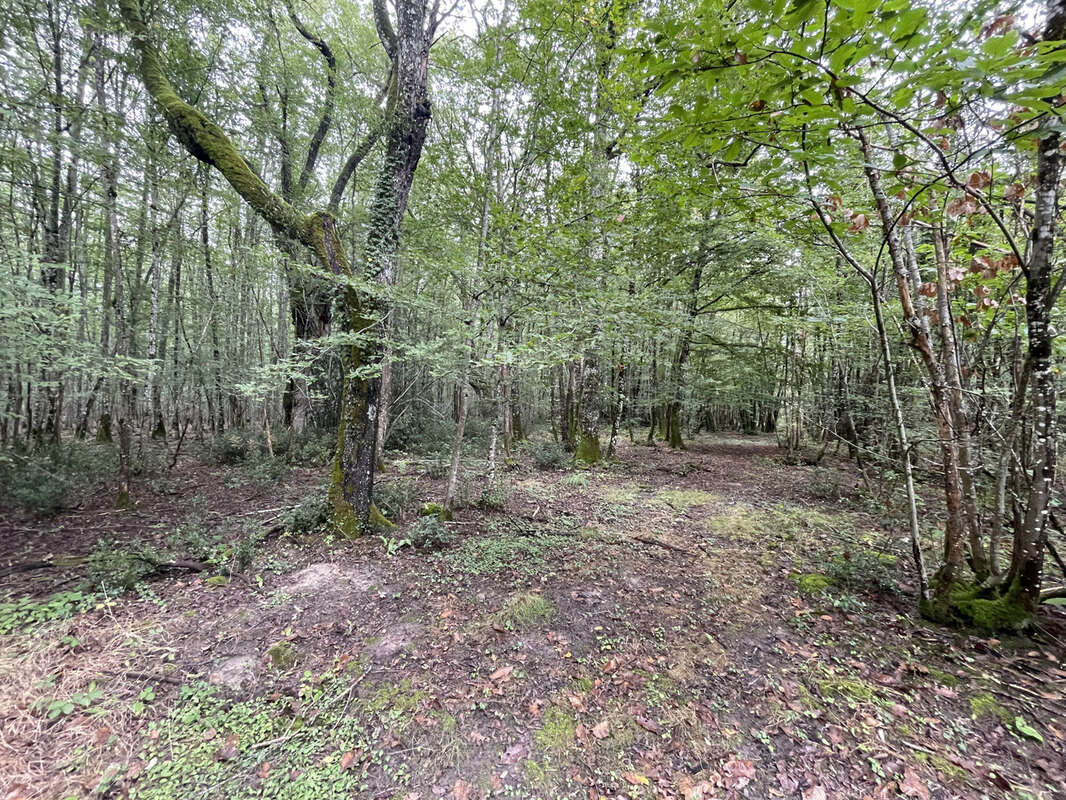 Maison à LA MAROLLE-EN-SOLOGNE