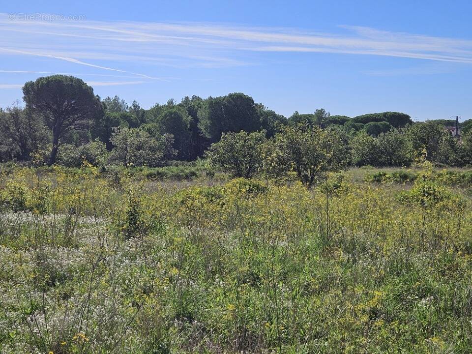 Terrain à PUGET-SUR-ARGENS