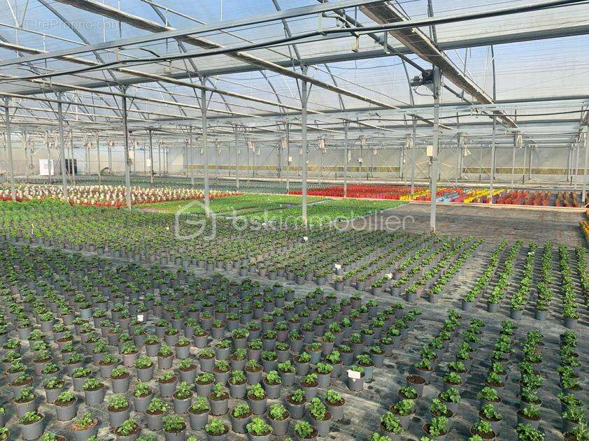 Proche Nogaro - Propriété Horticole de 3ha avec habitation - photo 4