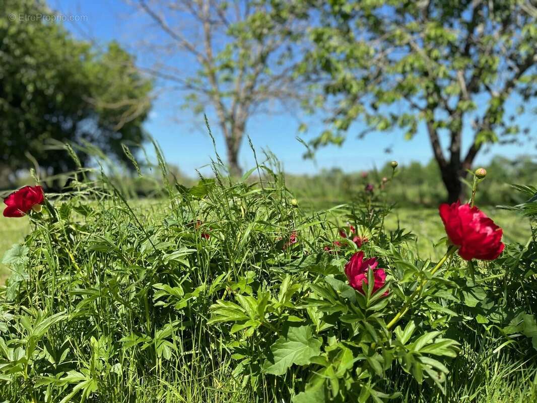 Maison à PETIT-BERSAC