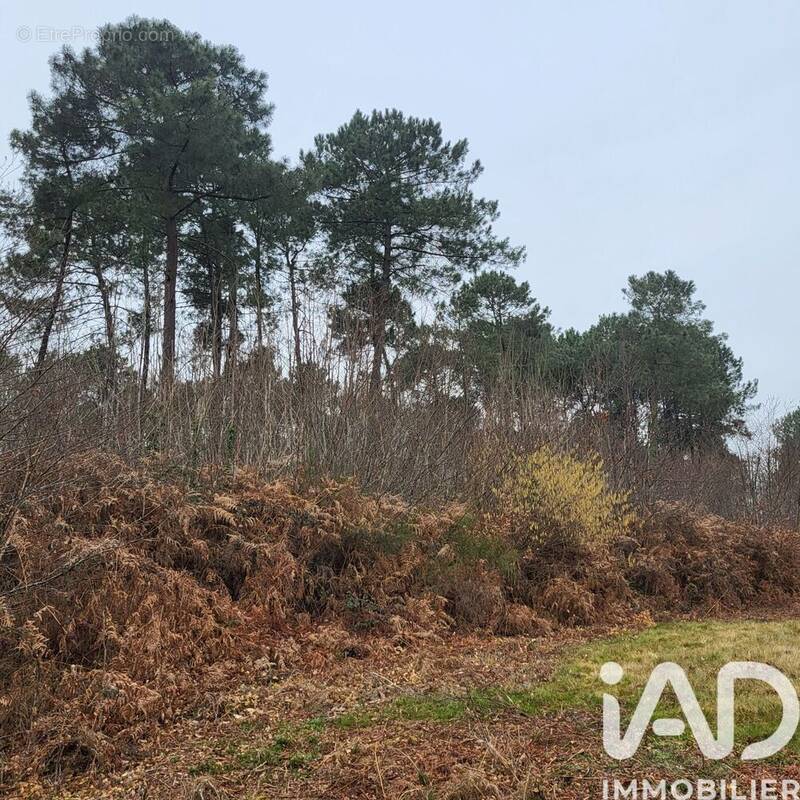 Photo 1 - Terrain à BAZAS