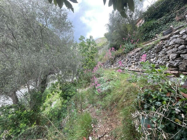 Maison à BREIL-SUR-ROYA