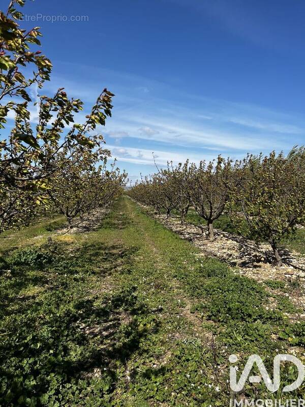 Photo 1 - Terrain à SALSES-LE-CHATEAU