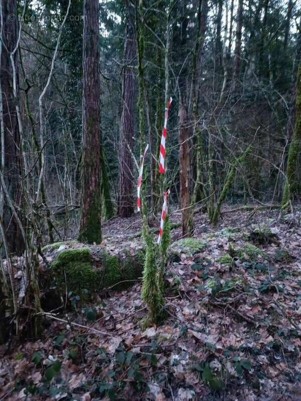 Photo 2 - Terrain à GRANGE-DE-VAIVRE