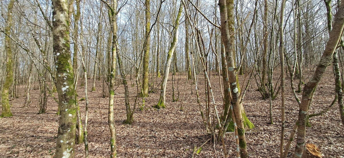 Terrain à GERNELLE