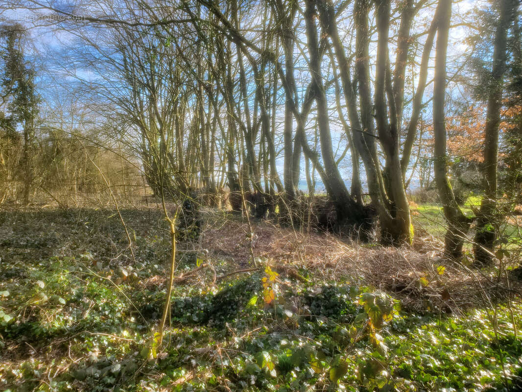 Terrain à VILLERS-COTTERETS